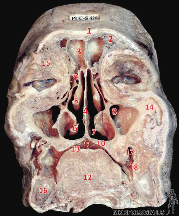Fig. 1-13 Cabeza y Cuello