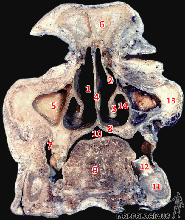Fig. 1-14 Cabeza y Cuello