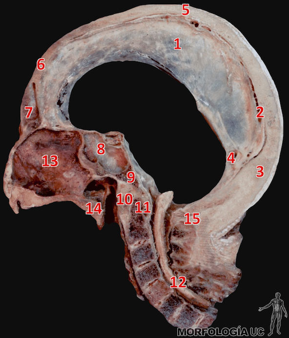Fig. 1-16 Cabeza y Cuello